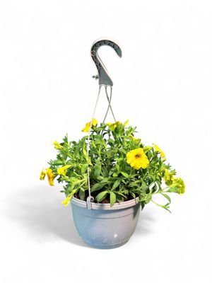 Petunia Beatical Yellow Sun &quot;Hanging Basket&quot;