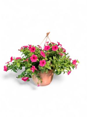 Petunia Vista Paradise &quot;Hanging Basket&quot;