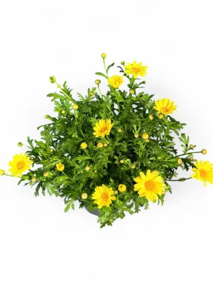 Argyranthemum Frutescens "Beauty Yellow Daisy"