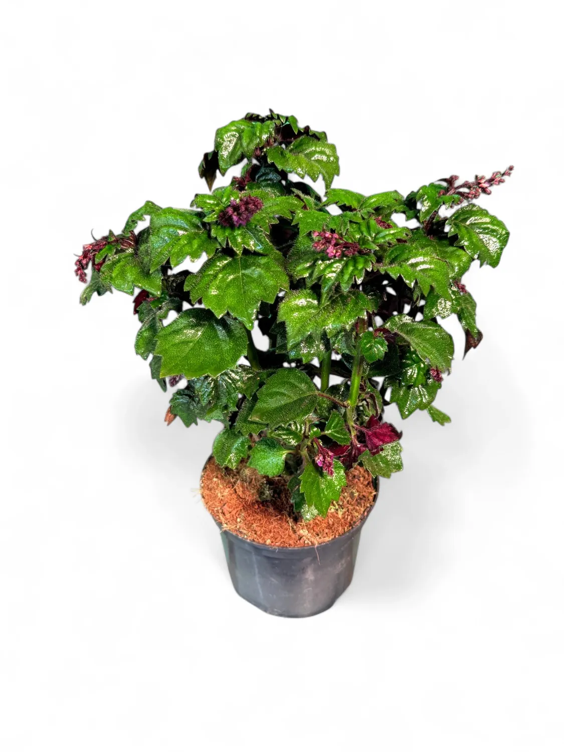 Plectranthus Magic Mona 15cmPot