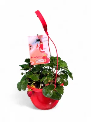 Strawberry Elan Fragaria X Ananassa &quot;Hanging Basket&quot;
