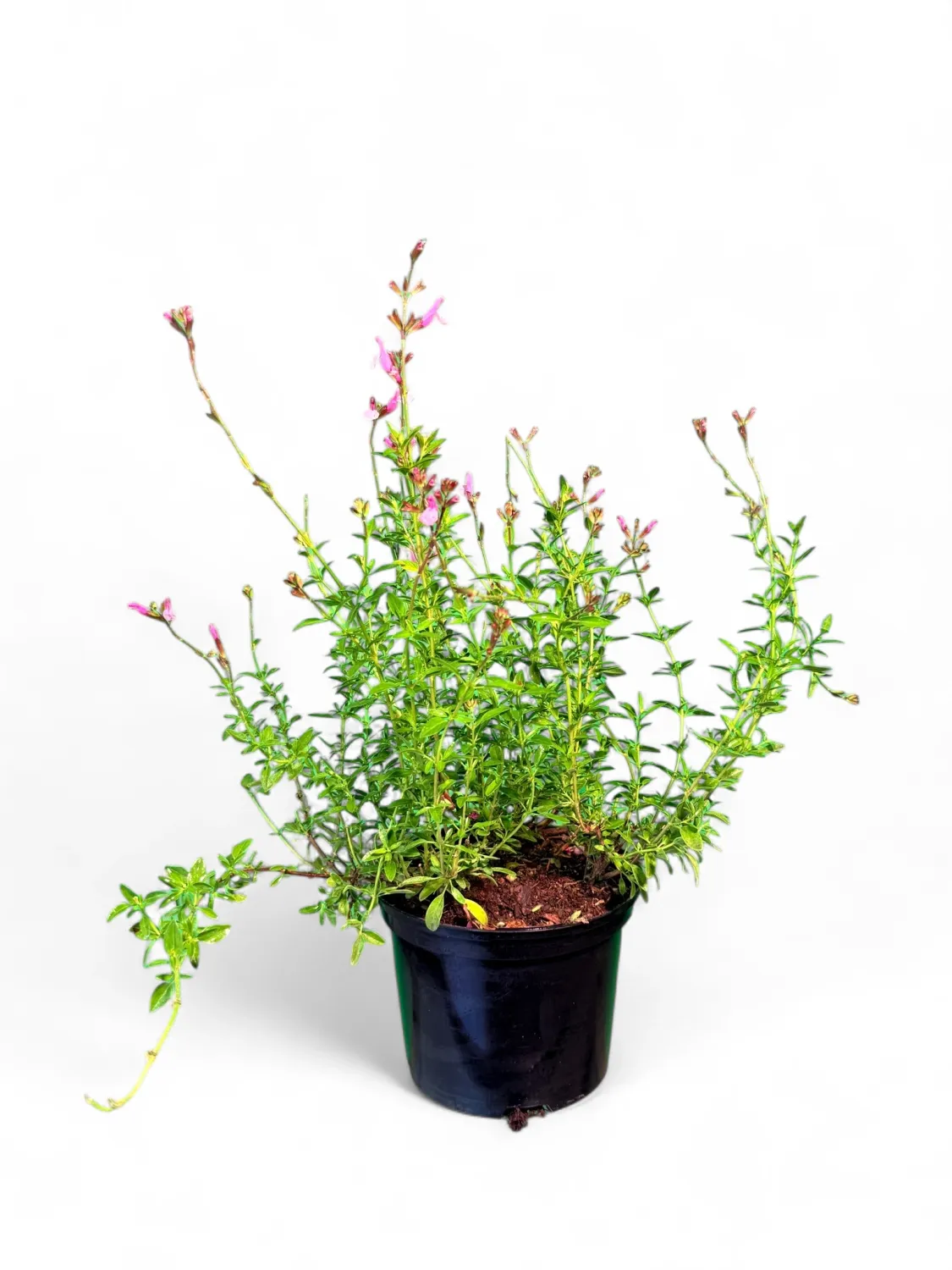 Salvia Greggii Joy 15cmPot