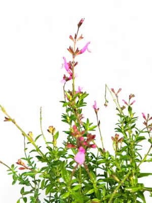 Salvia Greggii Joy "Joy Sage" 15cmPot