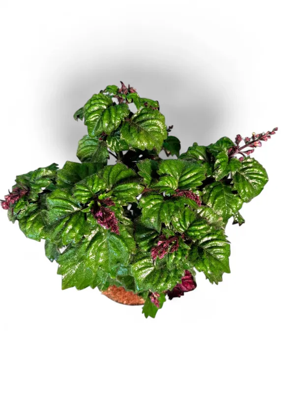 Plectranthus "Magic Mona" 15cmPot