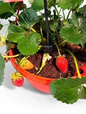Strawberry Elan Fragaria X Ananassa "Hanging Basket"