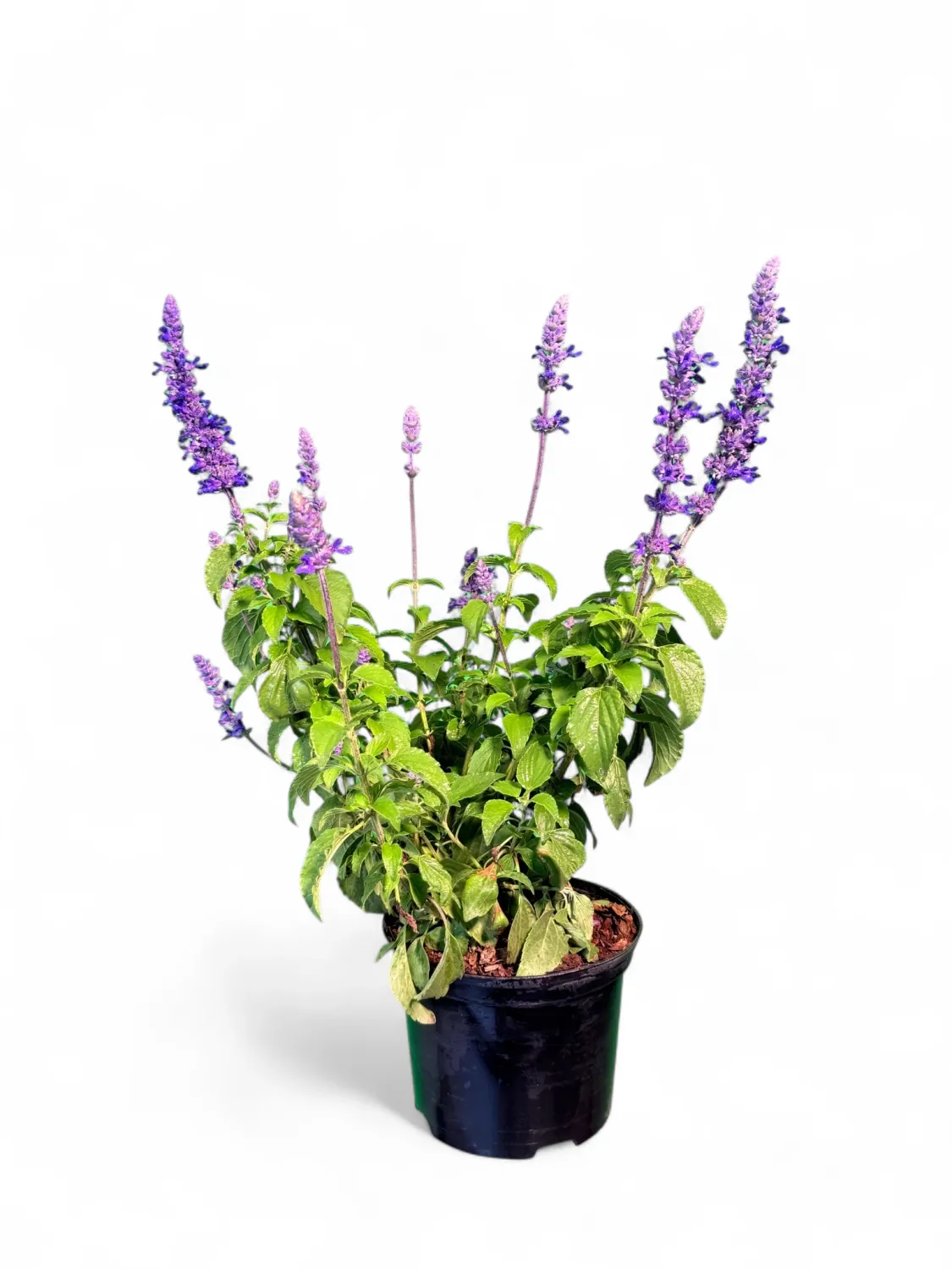 Salvia Mystic Spires 15cm Pot