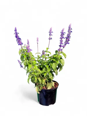 Salvia Mystic Spires 15cm Pot