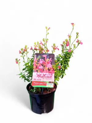 Salvia Hybrid Heatwave Blast 15cmPot Salvia Hybrid Heatwave Blast 15cmPot