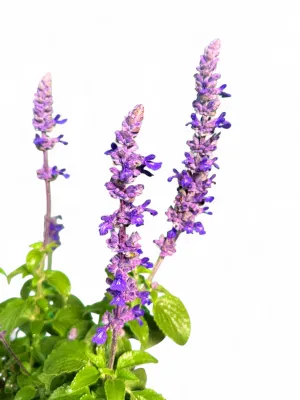 Salvia x Sylvestris "Mystic Spires" 15cm Pot