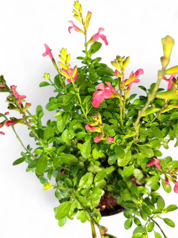 Salvia Hybrid "Heatwave Blast" 15cmPot