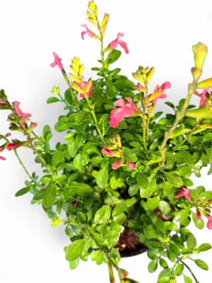 Salvia Hybrid "Heatwave Blast" 15cmPot