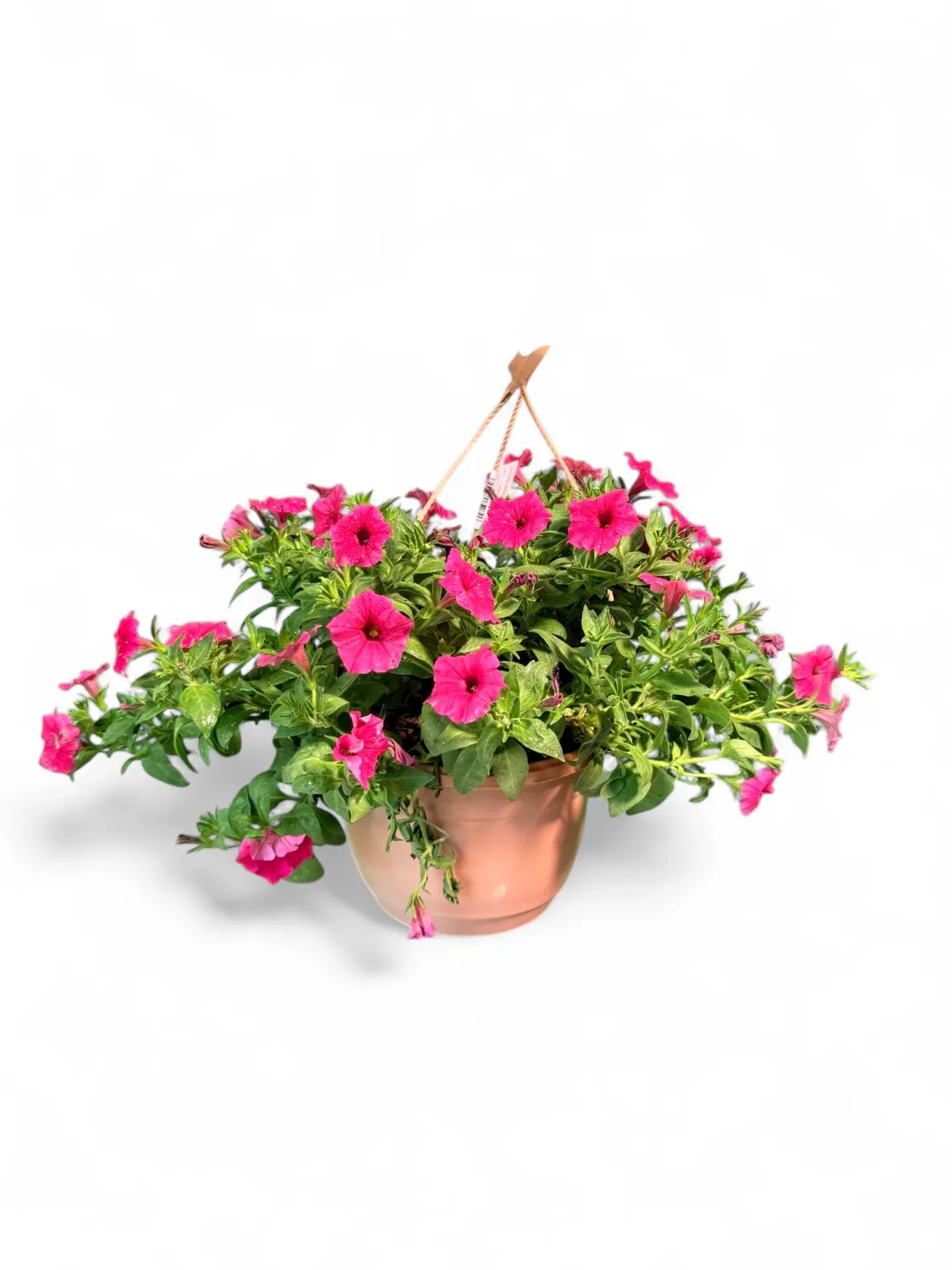 Petunia Vista Paradise &quot;Hanging Basket&quot;
