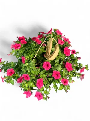 Petunia "Vista Paradise" Hanging Basket