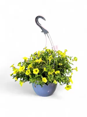 Petunia Mini Vista Yellow &quot;Hanging Basket&quot;