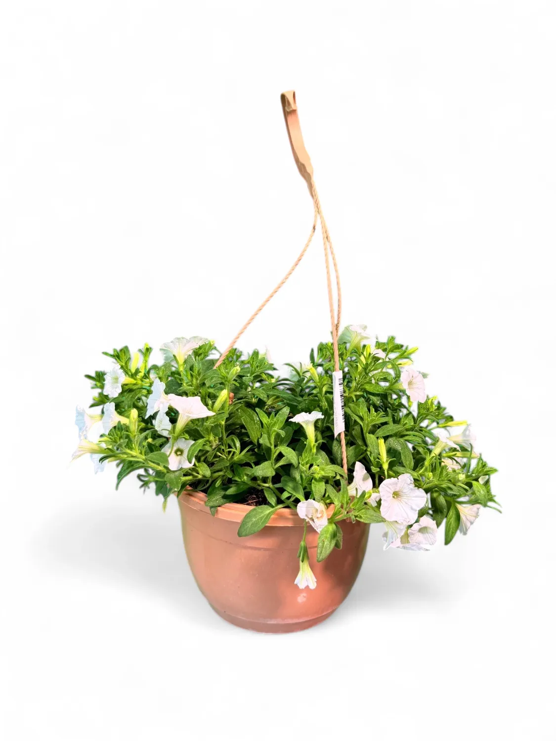 Petunia Mini Vista White &quot;Hanging Basket&quot;