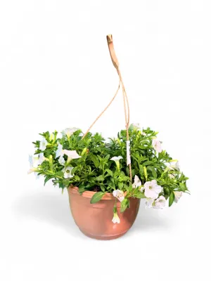 Petunia Mini Vista White &quot;Hanging Basket&quot;