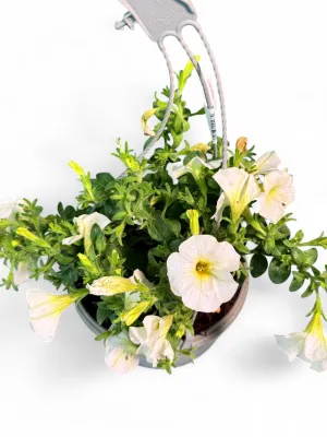Petunia "Beautical Pearl White" Hanging Basket