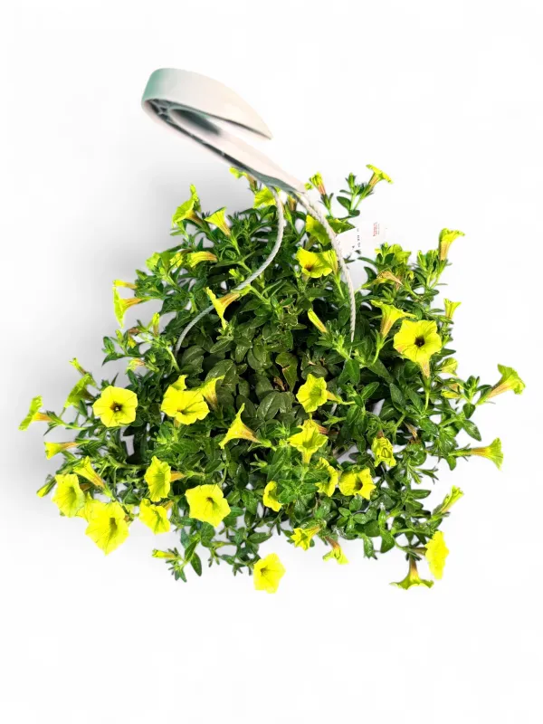 Petunia "Mini Vista Yellow" "Hanging Basket"