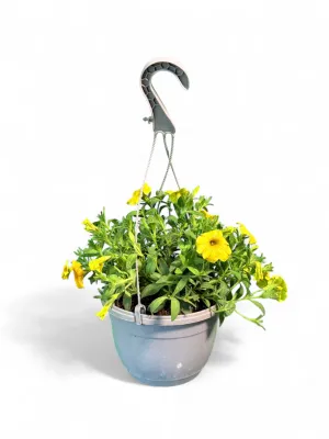 Petunia Beatical Yellow Sun &quot;Hanging Basket&quot;
