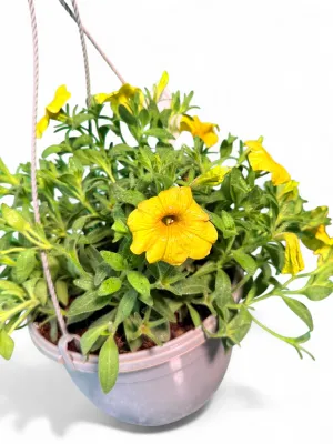 Petunia "Beautical Yellow Sun" Hanging Basket