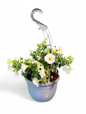 Petunia Beautical Pearl White &quot;Hanging Basket&#39;