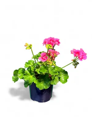 Pelargonium Zonale Top Dolomites Rose Eye 15cm Pot