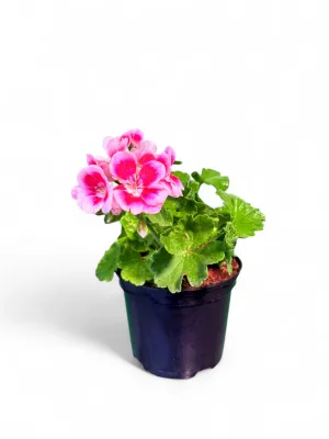 Pelargonium Zonale Flower Fairy Swewhi 15cm Pot