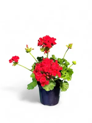 Pelargonium Zonale Classic Line Grand Prix Fisrot 15cm Pot