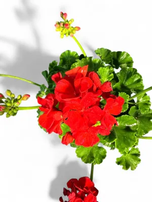 Pelargonium Zonale "Classic Line Grand Prix Fisrot' 15cm Pot