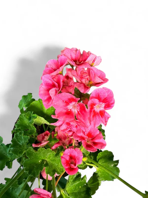 Pelargonium Zonale "Top Dolomites Rose Eye" 15cm Pot