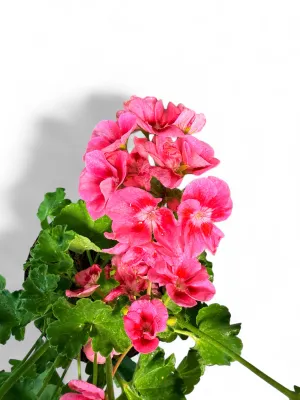 Pelargonium Zonale "Top Dolomites Rose Eye" 15cm Pot