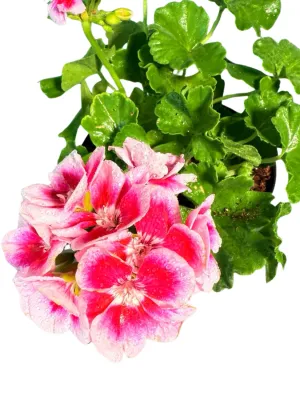 Pelargonium Zonale Flower Fairy Swewhi 15cm Pot