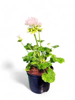 Pelargonium Zonale Dolomites White 15cmPot