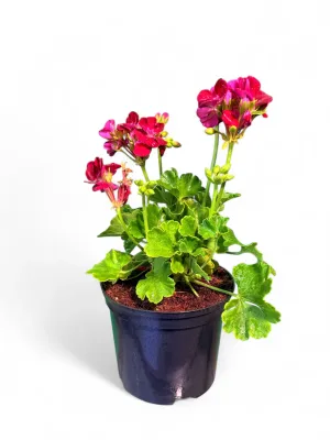 Pelargonium Zonale Flower Fairy Red Splash 15cmPot