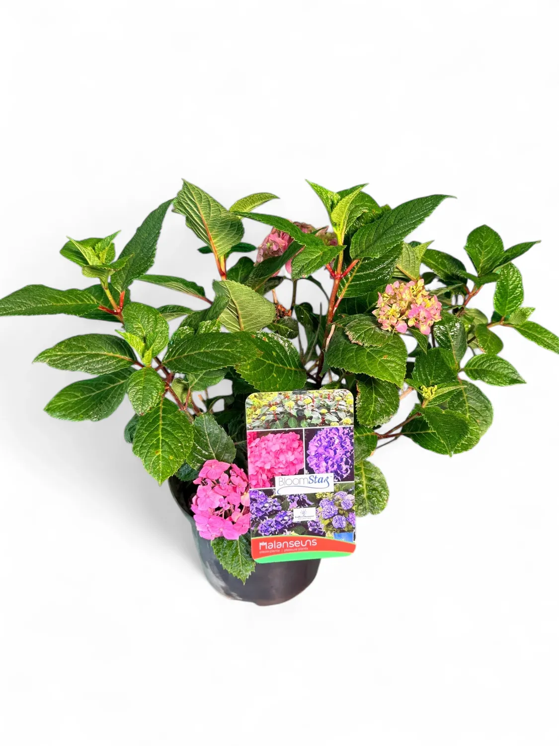 Hydrangea Macrophylla Endless Summer Pink Variegated 15cmPot