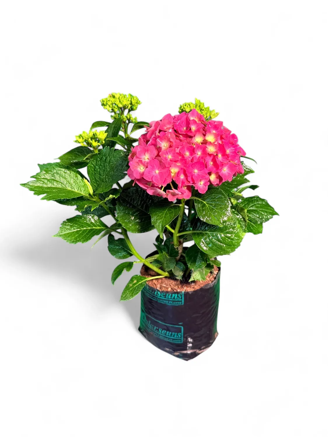 Hydrangea Macrophylla &quot;Leuchtfeuer&quot; 2Liter