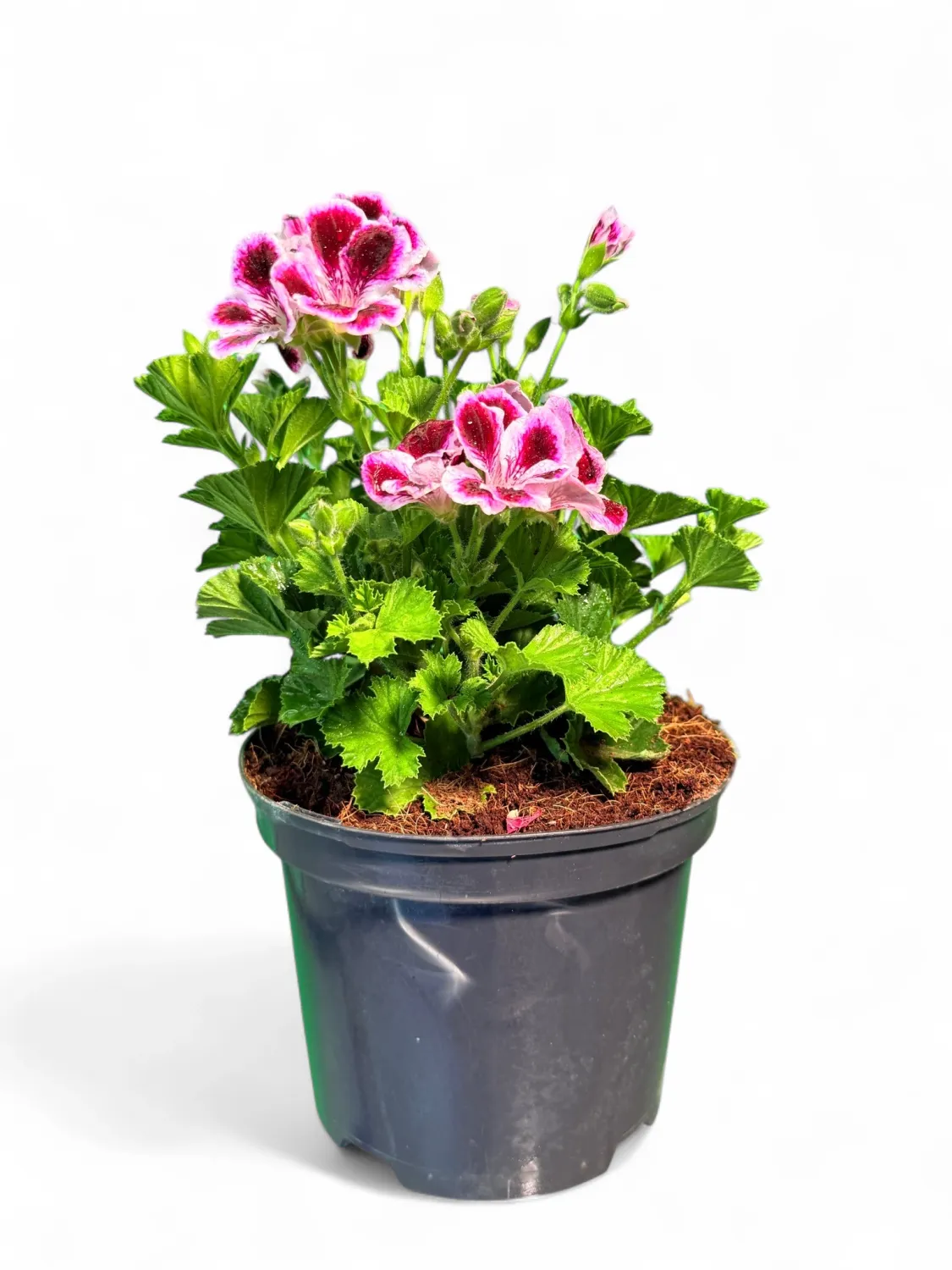 Pelargonium Grandiflorum Elegance Imperial 15cm Pot