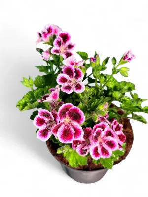Pelargonium Grandiflorum "Elegance Imperial" 15cm Pot