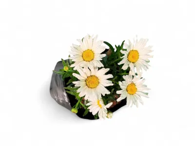 Leucanthemum X Superbum Daisy Mae &quot;Daisy Duke&quot; 2Liter