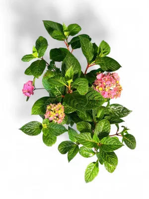 Hydrangea Macrophylla "Endless Summer Pink Variegated" 15cmPot
