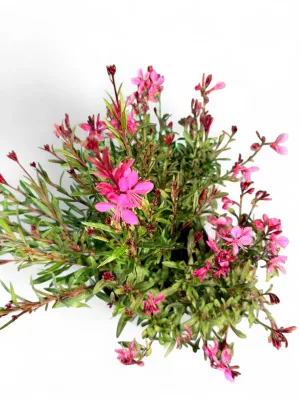 Gaura Lindheimeri "Belezza Pink Butterflies" 15cmPot