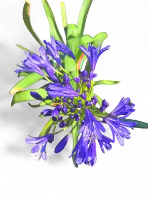 Agapanthus Praecox Blue Velvet "African Lilly" 2Liter