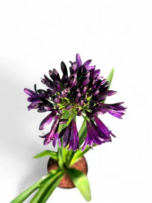 Agapanthus "Blackjack" 17cm Pot