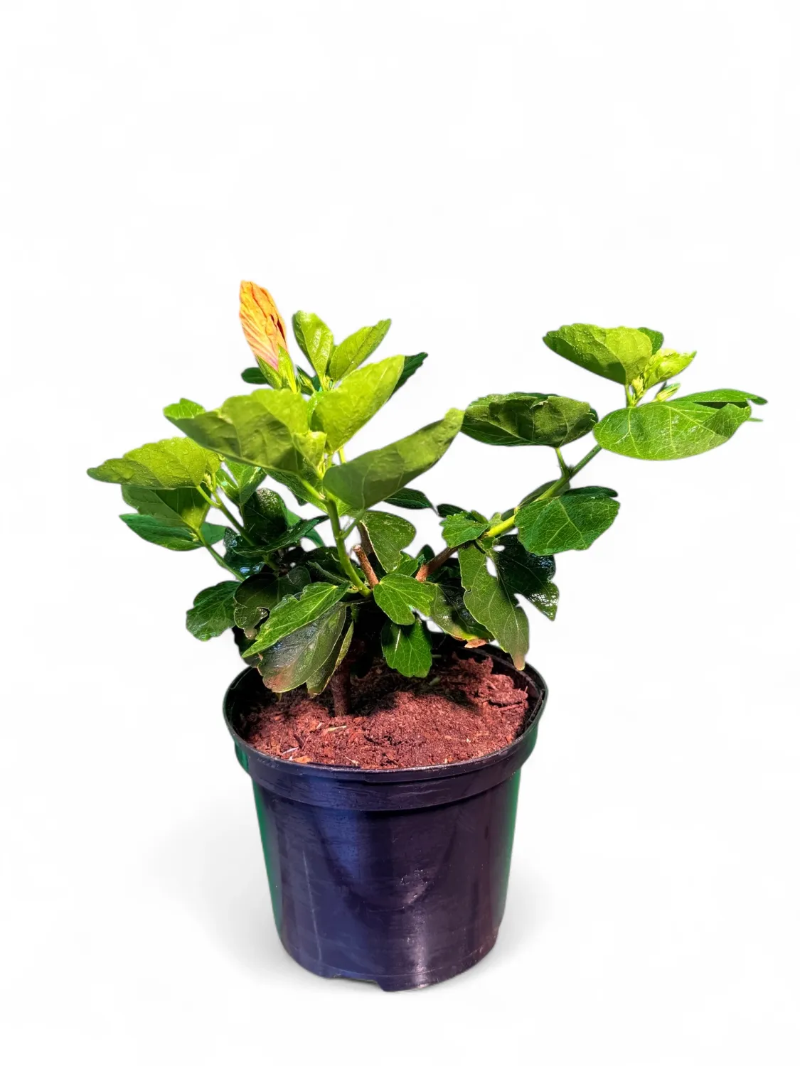 Hibiscus Rosa Sinesis Apollo 15cm Pot