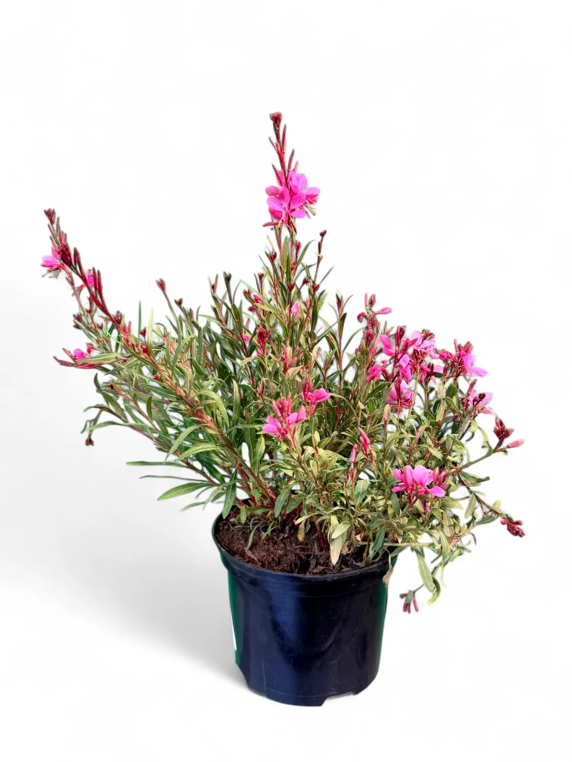 Gaura Lindheimeri Belezza Pink Butterflies 15cmPot