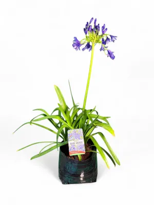 Agapanthus Praecox Blue Velvet 2Liter