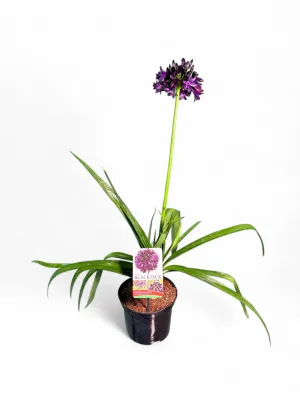 Agapanthus Blackjack 17cm Pot
