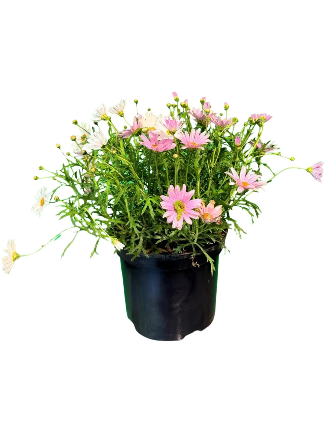 Argyranthemum Go Daisy Elsa Marshmallow 15cmPot