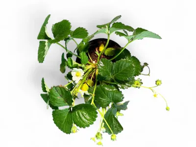 Strawberry Elan F1 Fragaria X Ananassa 15cmPot