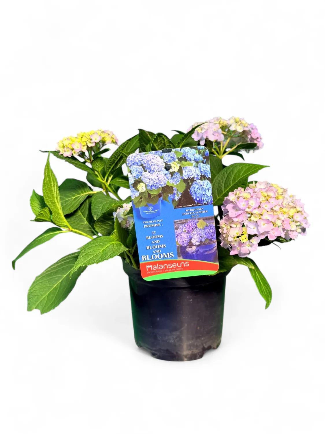 Hydrangea Macrophylla Endless Summer &quot;Bloomstar&quot; 17cm Pot